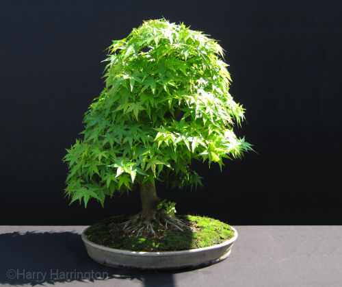 acer palmtum bonsai